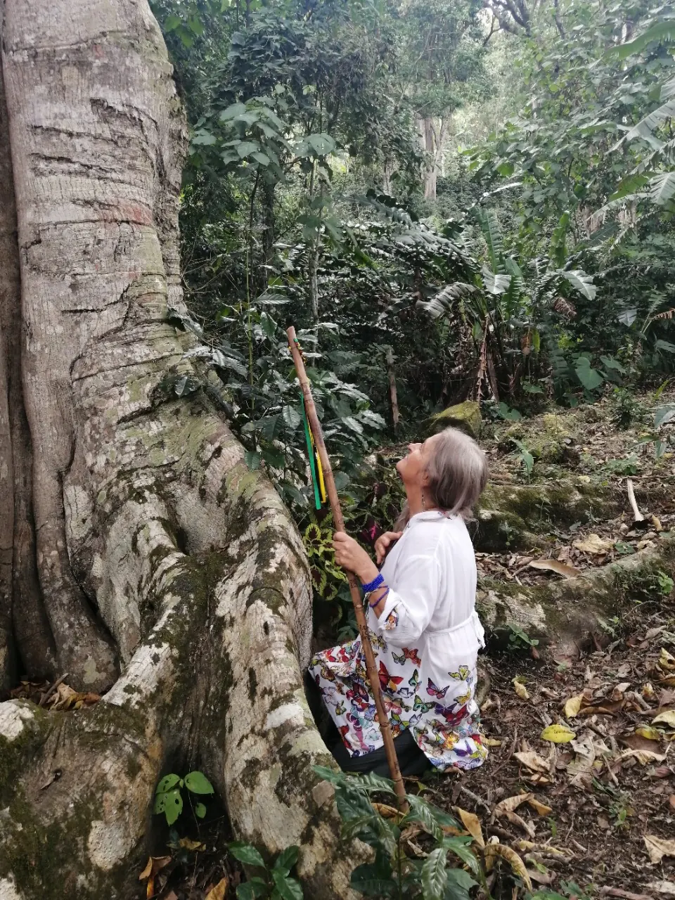 Persona meditando junto a un árbol gigante