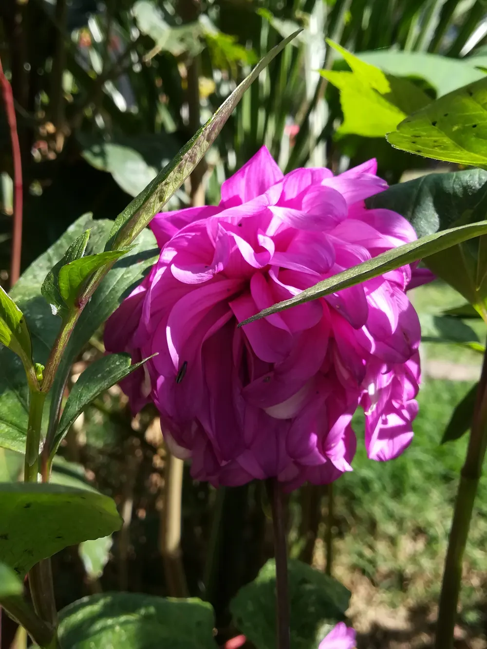 Dalia fucsia en el jardín