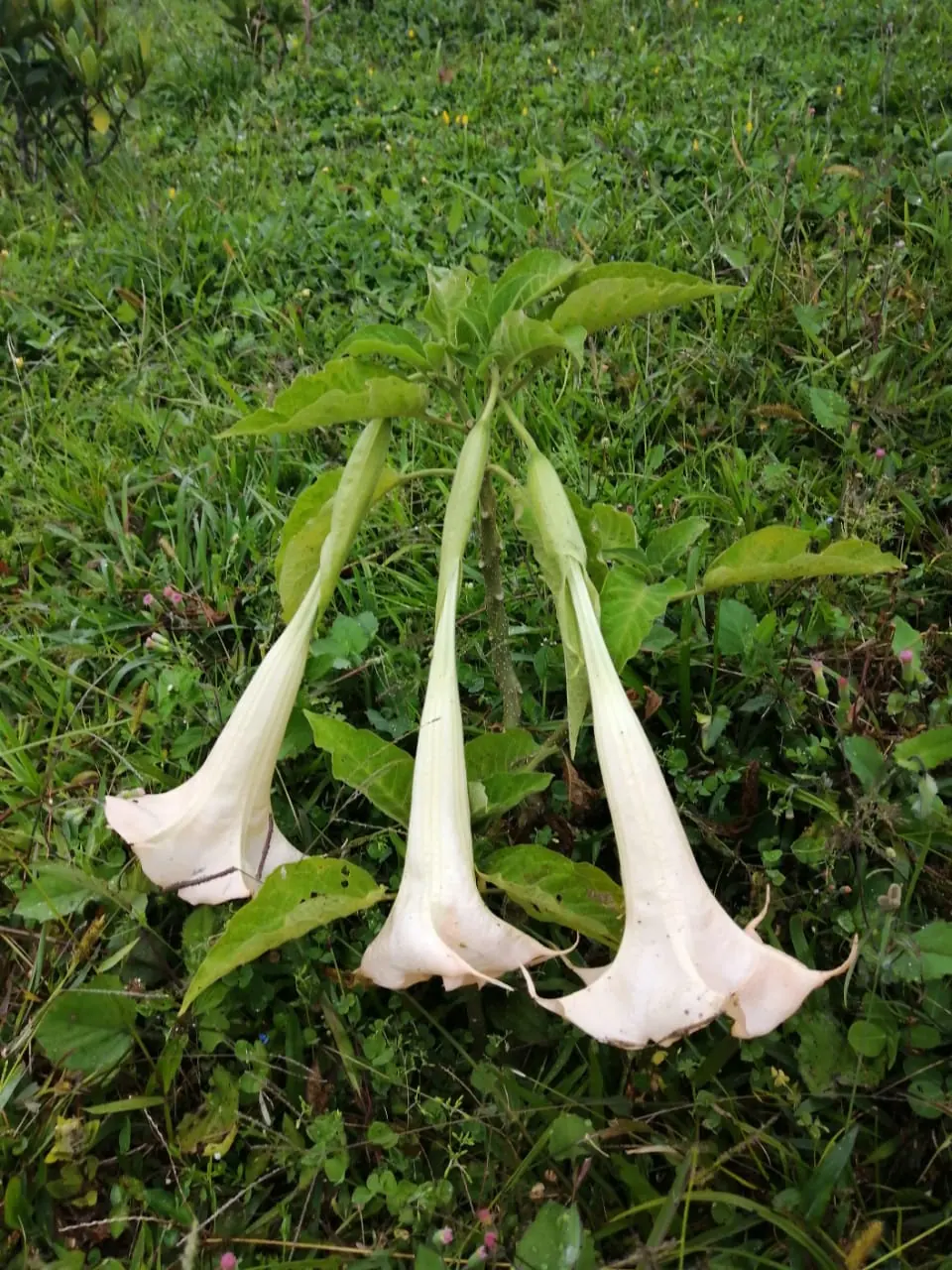 Flor del Tijiky, planta sagrada del cerro Quininí