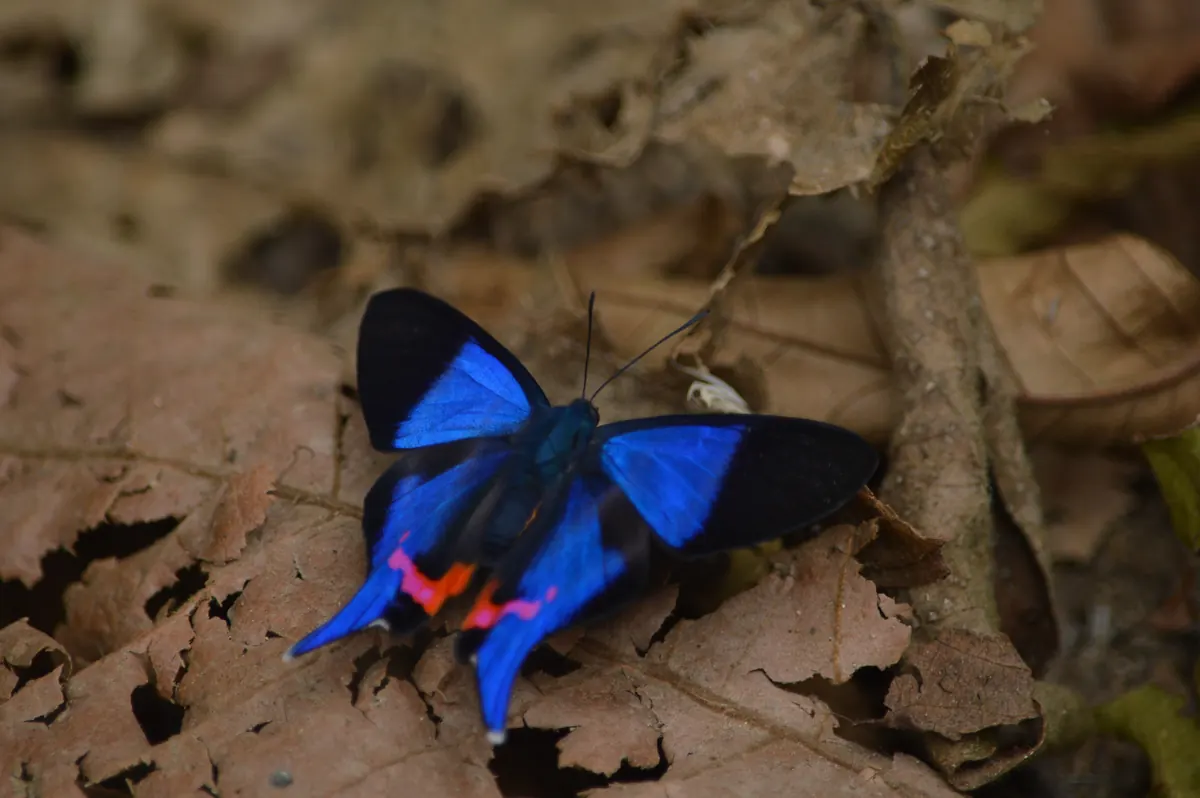 Mariposa azul sobre la hojarasca