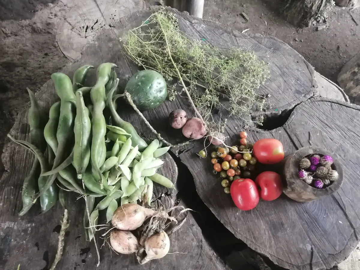 Plantas aromáticas y hortalizas sobre un tronco