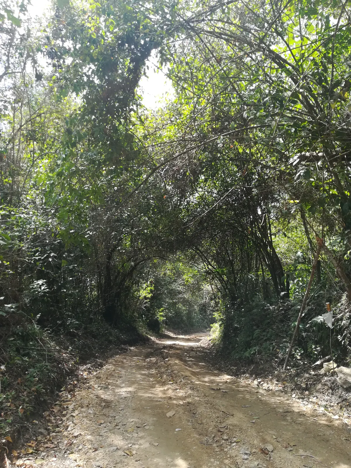 Sendero bajo un túnel de árboles